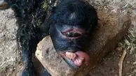 زندگی 6 ساعته بره عجیب الخلقه