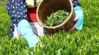 خرید تضمینی برگ سبز چای از 76 هزارتن فراتر رفت