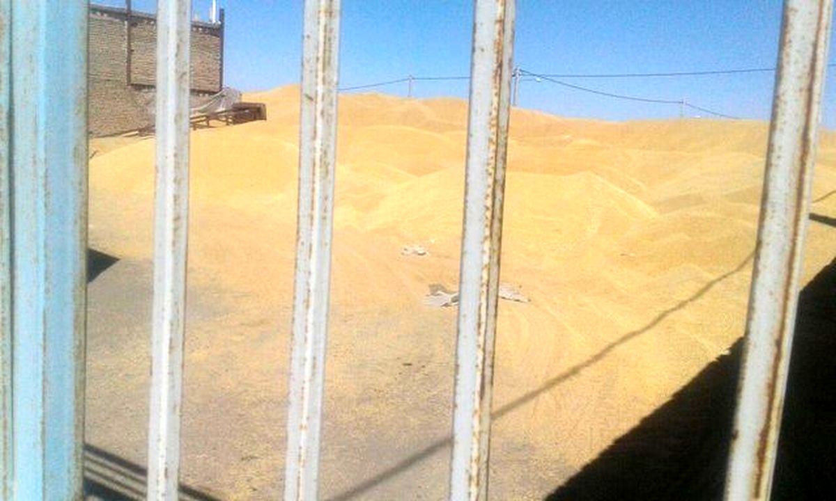 افشاگری درباره سوء‌استفاده‌ مافیای گندم