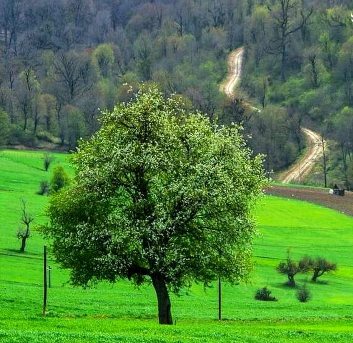 مازندران همیشه زیبا+ عکس