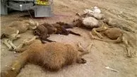 برخورد 4 خودرو با گله‌ای از شتر 