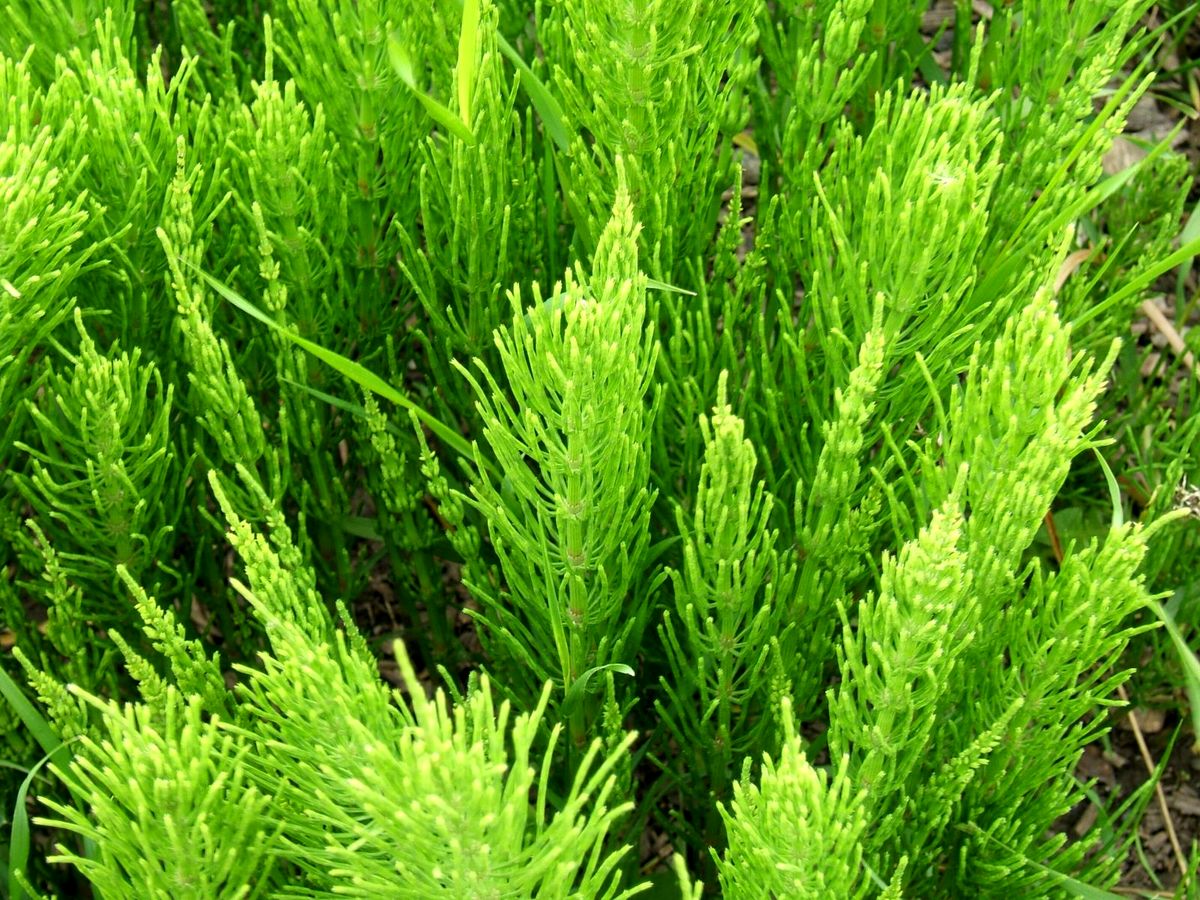 بهترین داروی گیاهی برای ریزش مو