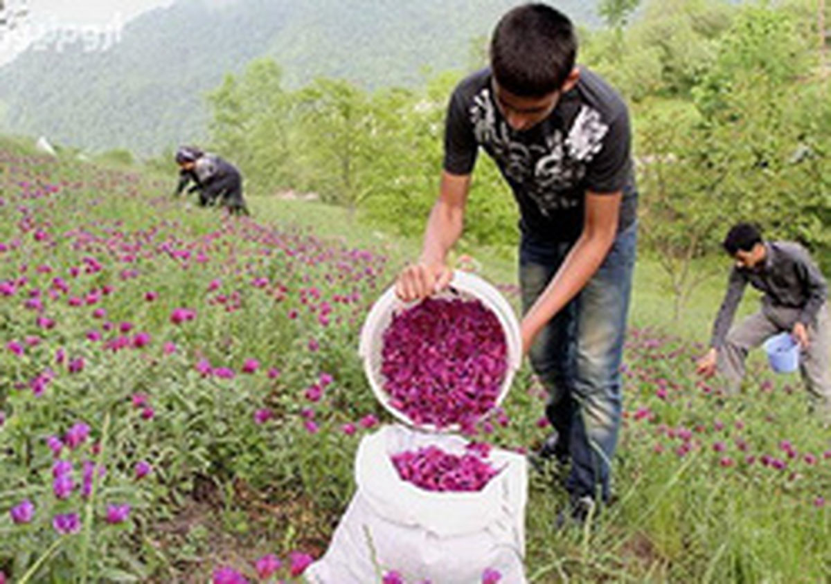 معرفی و نحوه کاشت گیاهان دارویی گران قیمت 