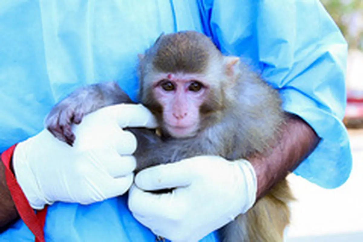 پرتاب دومین موجود زنده ایرانی به فضاتاپایان مهر