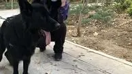 سگ سیاه شراره رخام + عکس