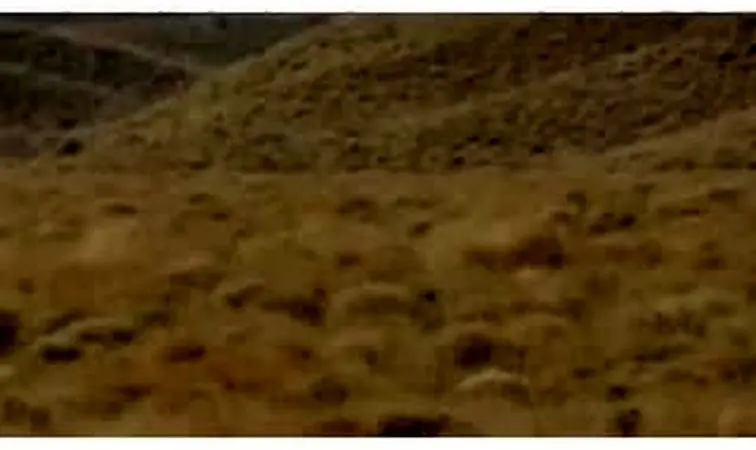 ببینید | مشاهده یوز ماده و ۴ توله اش در خراسان شمالی