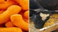 پفکی با طعم غذای دام!