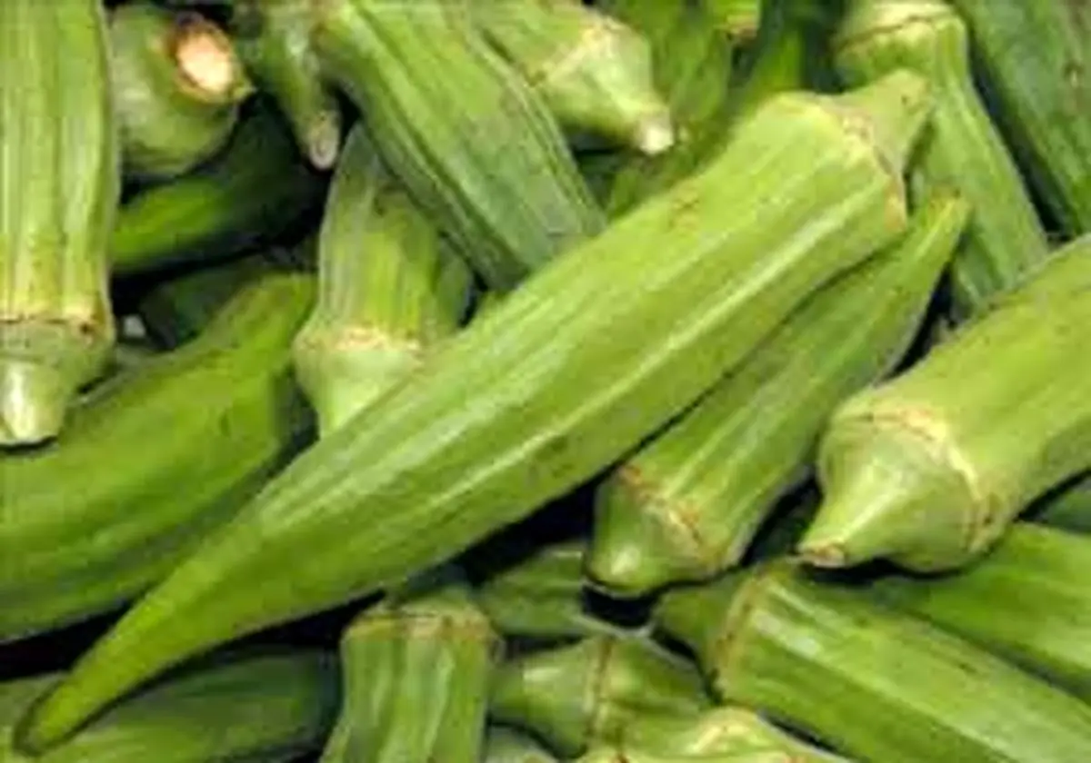 با خواص بامیه، طبیعی‌ترین داروخانه دنیا آشنا شوید 