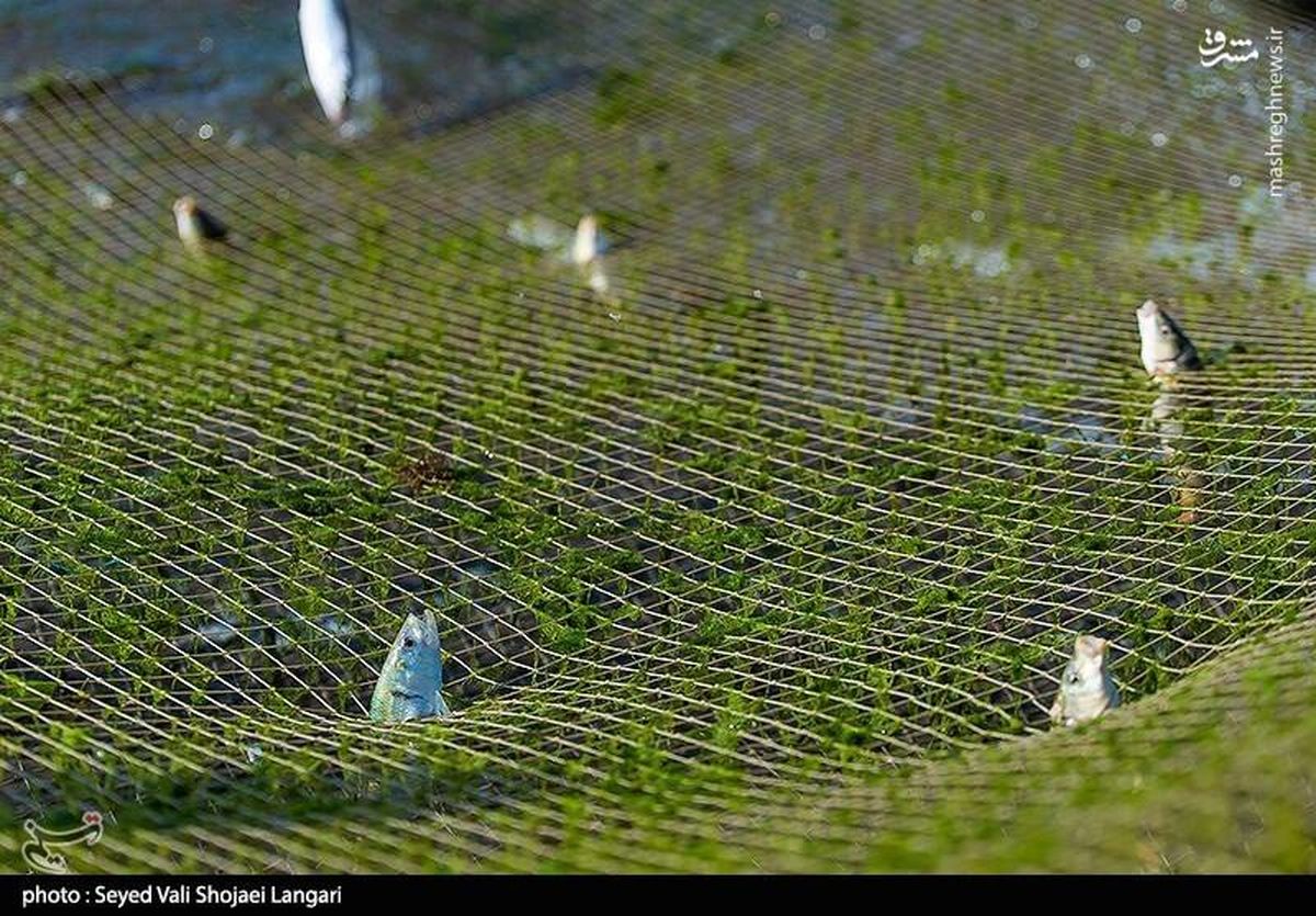 تصاویر دیدنی از ماهی های در تور 