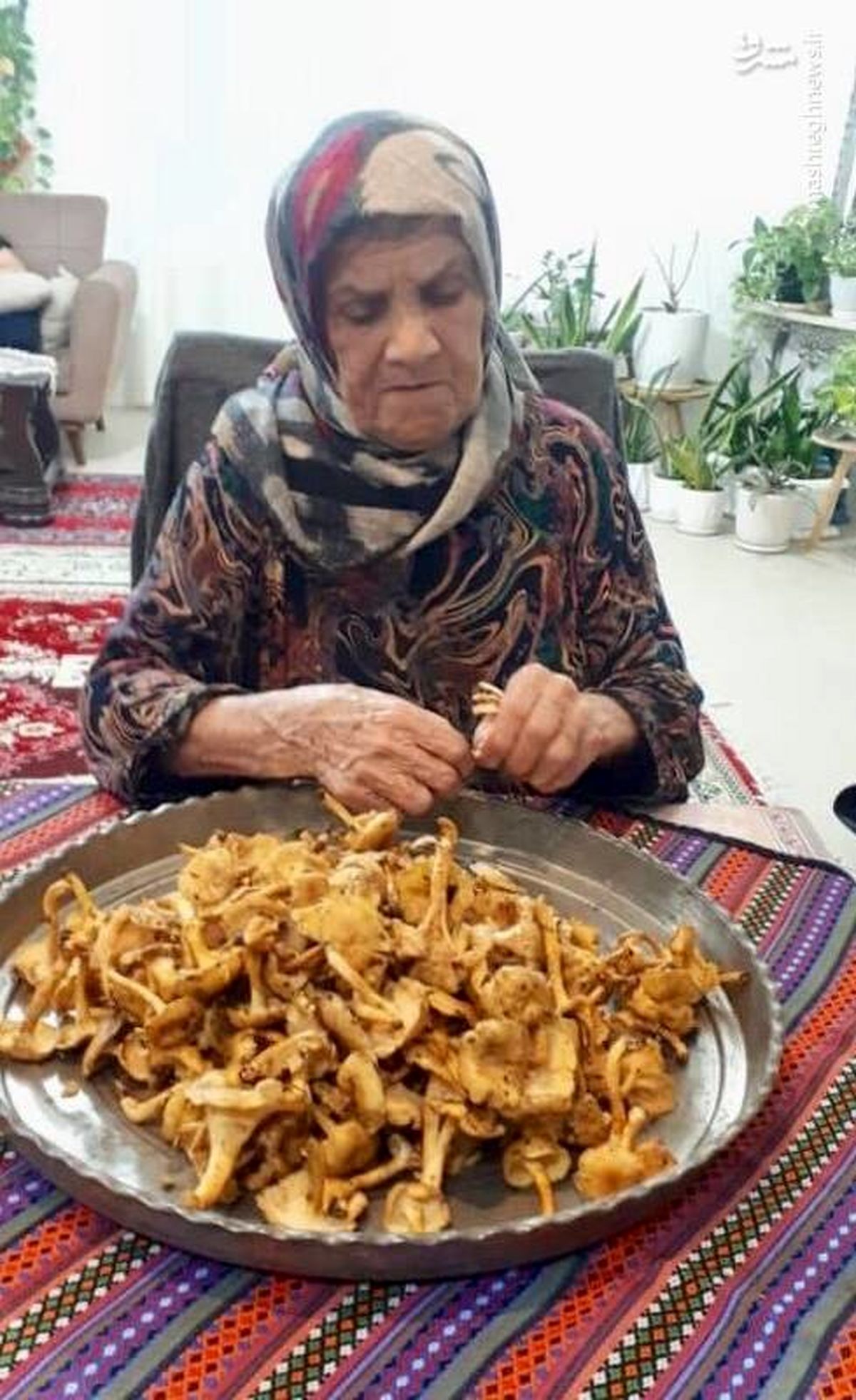 خوشمزه‌ترین قارچ وحشی دنیا را بشناسید + عکس