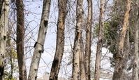 جریمه 3 میلیاردی برای خشک کردن درختان در نیاوران