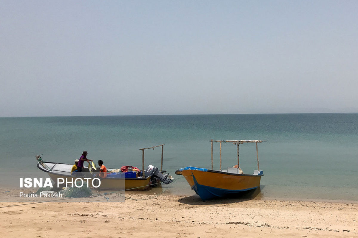نرخ انواع ماهی و میگو منجمد در بازار