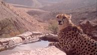 پلنگ جوان ایرانشهری را از پای درآورد