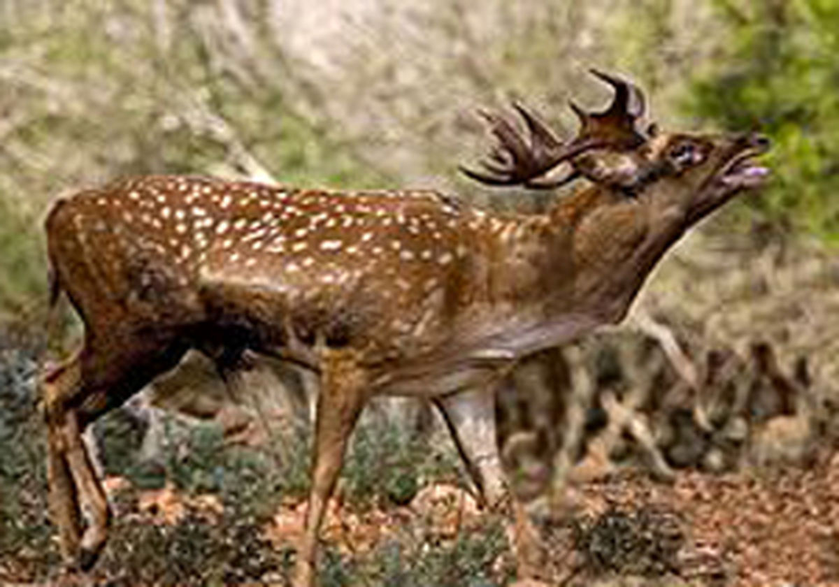 سیل به گوزن‌ها هم رحم نکرد 