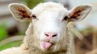گوسفندان طلای سرخ را بلعیدند
