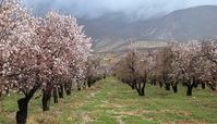 شکوفه های بهاری درخت بادام