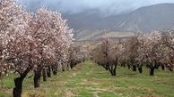شکوفه های بهاری درخت بادام