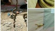 اینستاگرام:: مار و عقرب در چادر زلزله‌زدگان کرمانشاهی