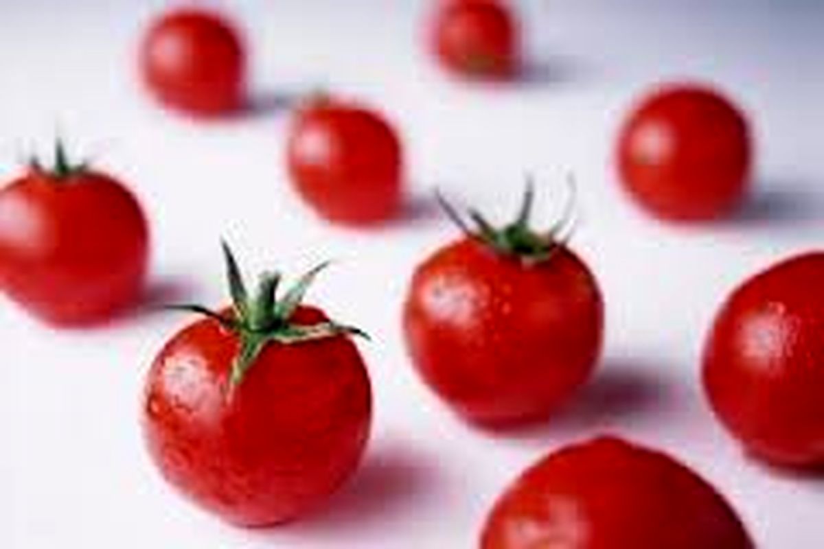 تصویری دیدنی از گوجههای سرخ+ عکس