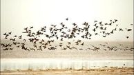 هشدار درباره خشکی تالاب و رودخانه‌ها