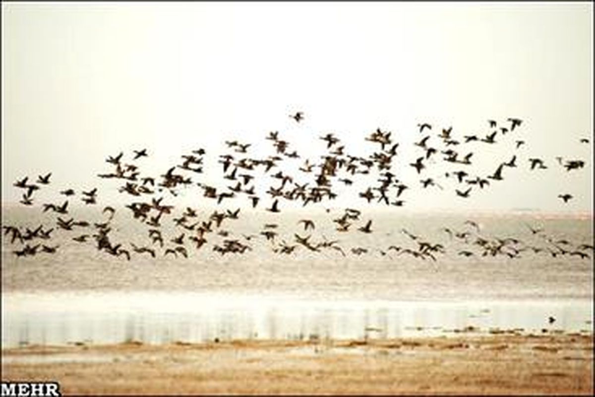 هشدار درباره خشکی تالاب و رودخانه‌ها
