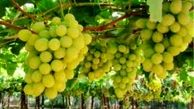عرضه انواع انگور از ۱۰ روز آینده به بازار
