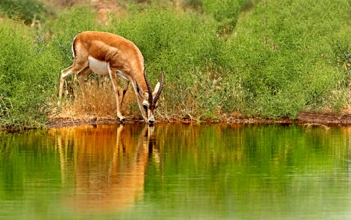 «جبير» چگونه حيواني است؟/ مرثيه اي براي «غزال ايراني»