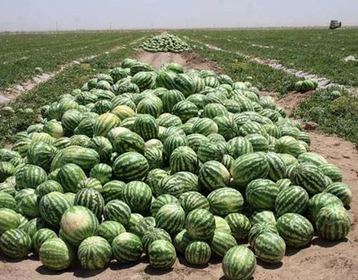 میوهایی که رو دست کشاورزان مانده است