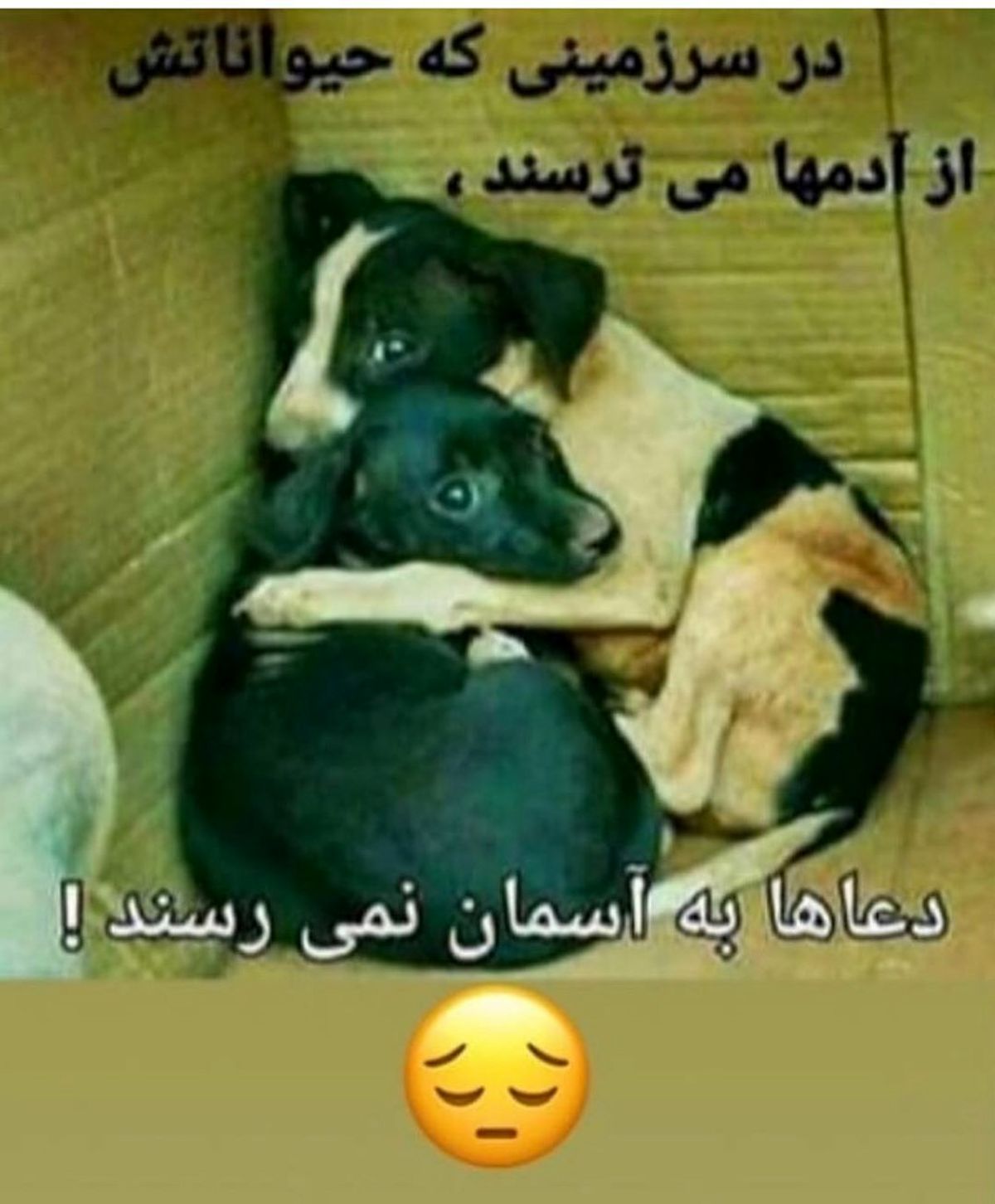 دید مهربان فاطمه گودرزی به حیوانات
