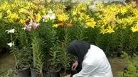 اقبال گلکاران خراسان رضوی چون عمر گل کوتاه