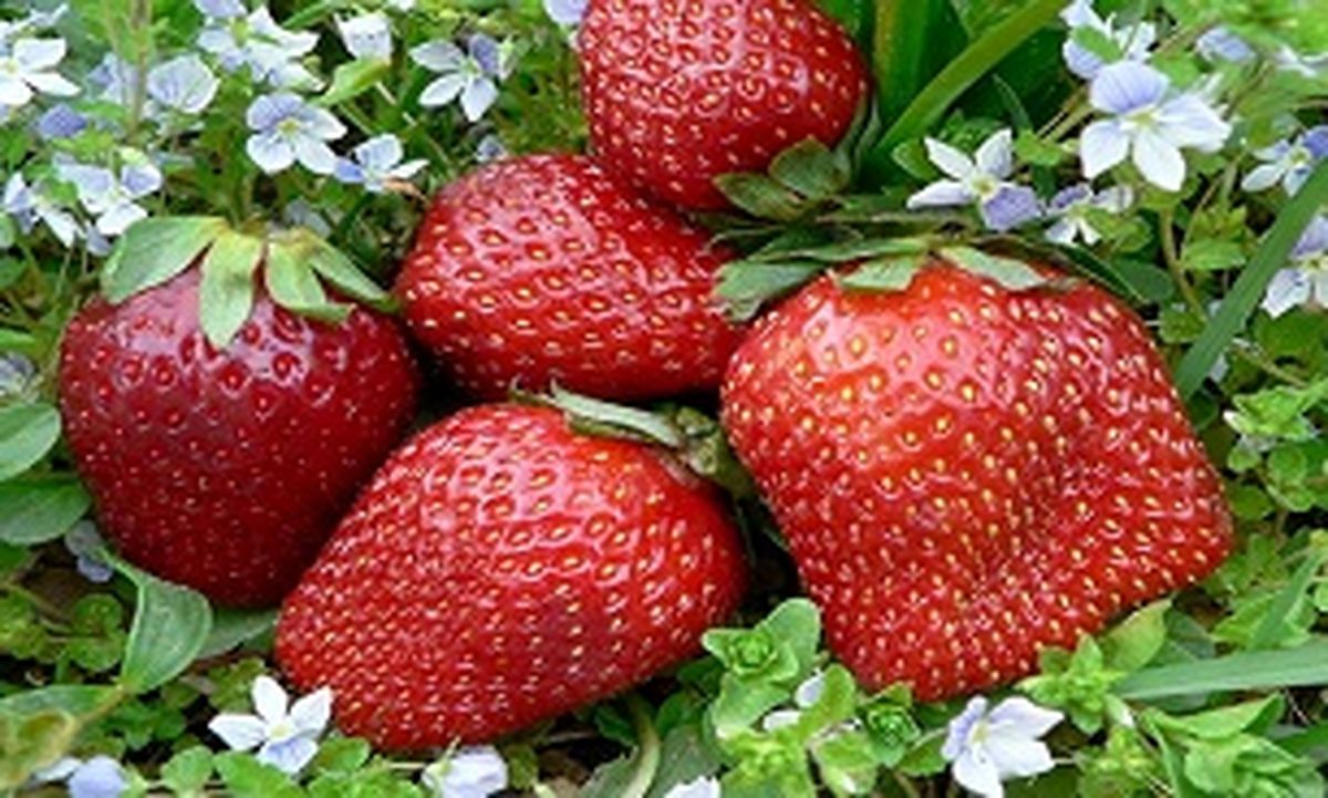 با این میوه ها پوستی صاف و زیبا داشته باشید
