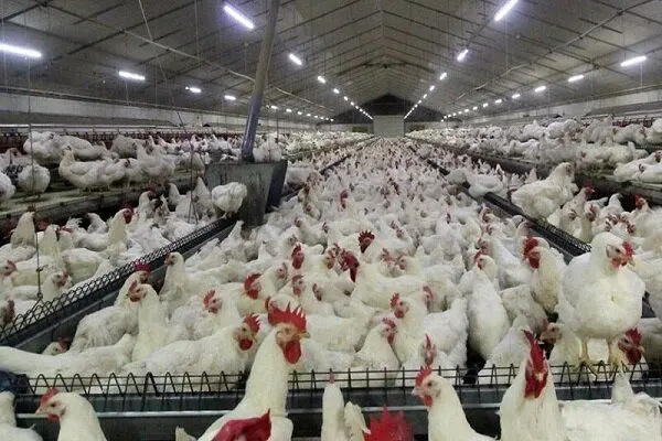 گرانی مرغ در تهران؛ قیمت در بازار به ۱۶۰ هزار تومان رسید