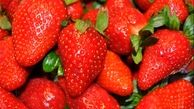 ۵ خوراکی مفید برای حل فراموشی