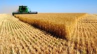 افزایش قیمت گندم در بازارهای جهانی