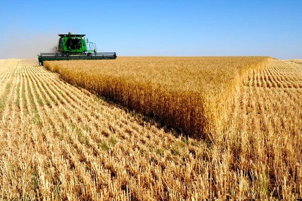 افزایش قیمت گندم در بازارهای جهانی