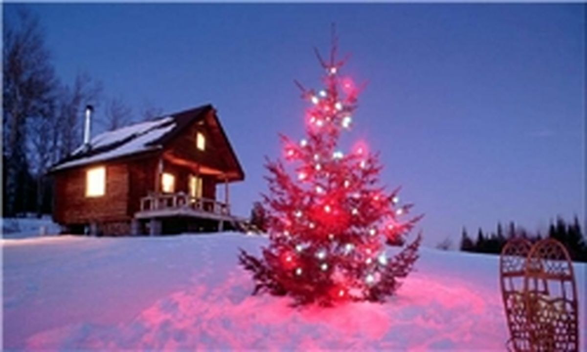 گران‌‌ترین درخت کریسمس تاریخ +تصاویر
