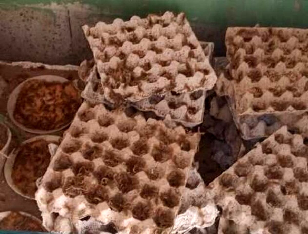 کشف هزاران نمونه عقرب در یک خانه در آباده