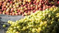 صادرات سیب و پرتقال ممنوع شد