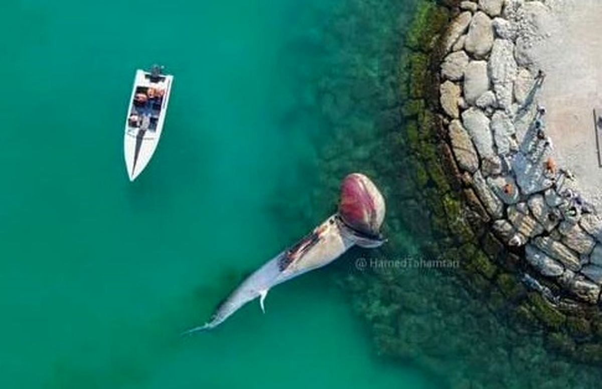 دومین نهنگ به گل نشسته در کیش+ عکس