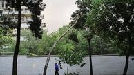 وزش باد گرم در گیلان