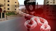 احتمال اقدام انتحاری بیولوژیک از سوی داعش/ فرستادن سه فرد با هویت معلوم و آلوده به ویروس ابولا