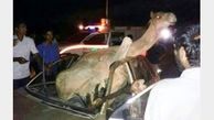 تصادف مرگبار دربرخورد پراید با شتر