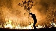 3 تا 12 ماه حبس در صورت آتش زدن تنه درختان جنگلی