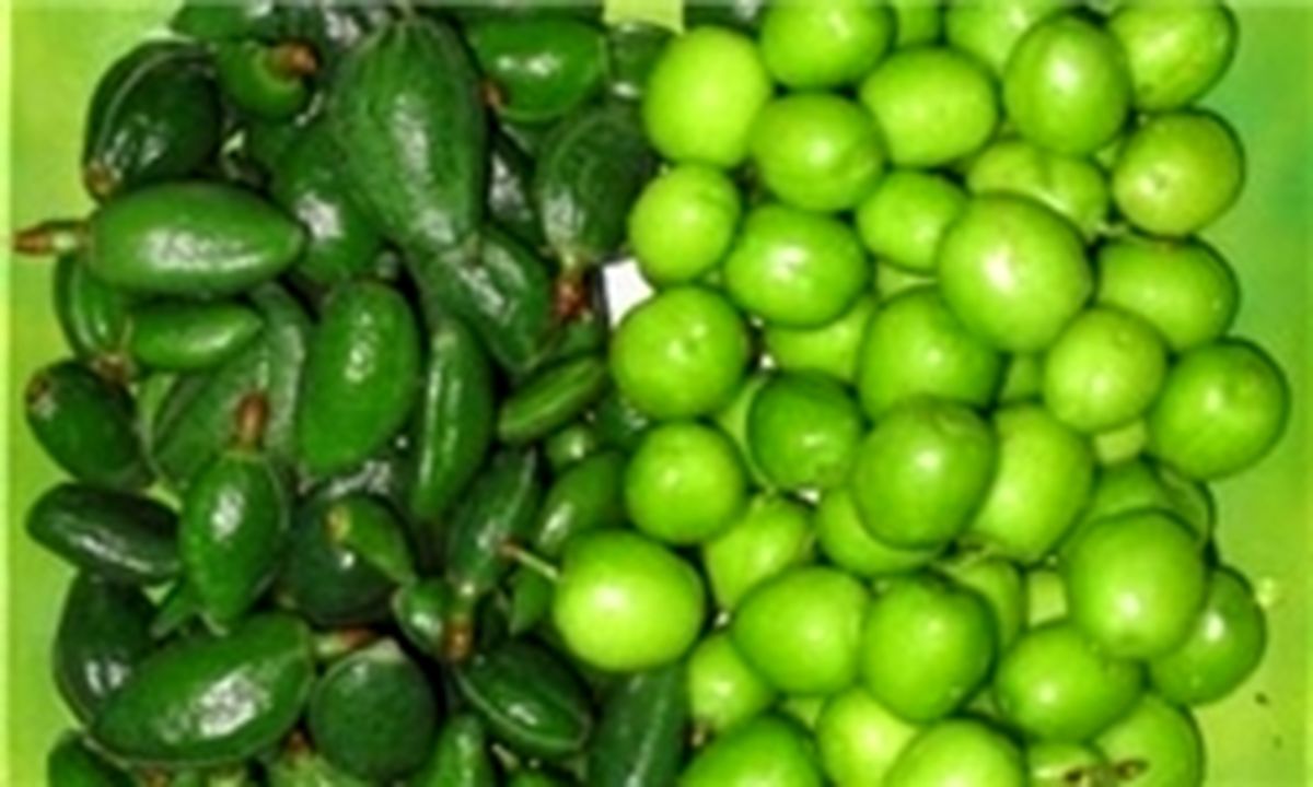 گوجه سبزهایی که نباید مصرف شوند