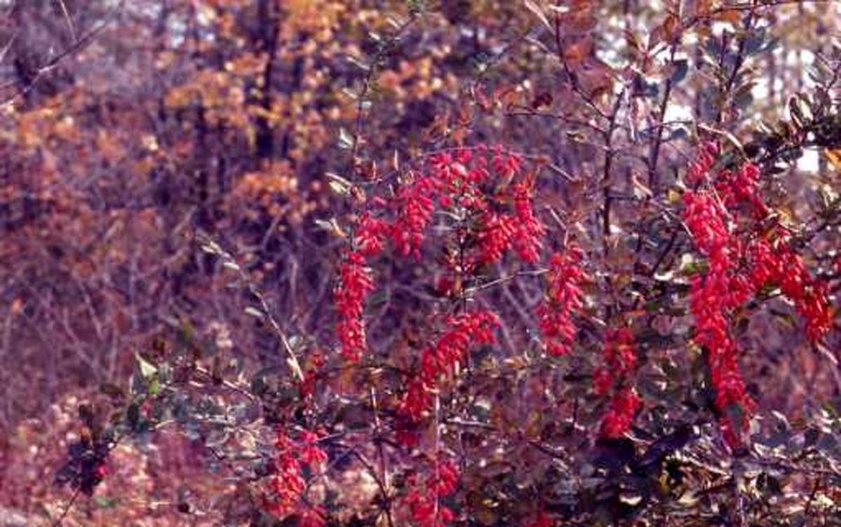 زنگ مرگ زرشک