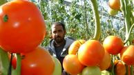 "اسرائیل" محصولات کشاورزی غزه را مسموم کرد