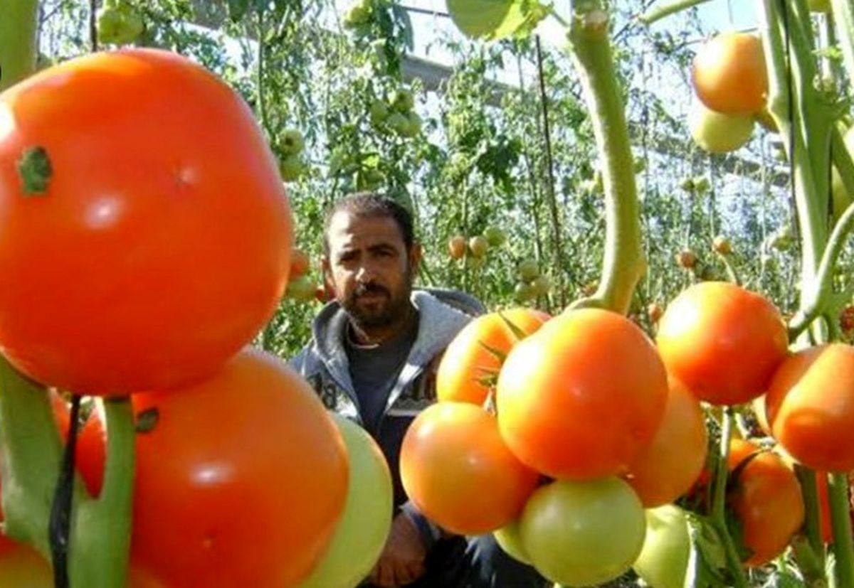 "اسرائیل" محصولات کشاورزی غزه را مسموم کرد