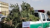 توزیع کننده موادمخدر با ۵ کیلوگرم ماری جوانا دستگیر شد
