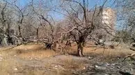ردپای مافیای قطع درختان در پایتخت