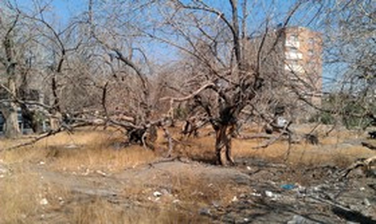 ردپای مافیای قطع درختان در پایتخت